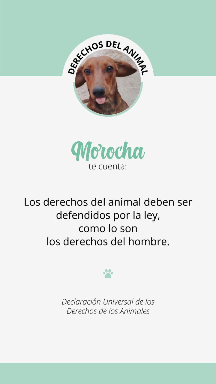 Derechos del animal 6